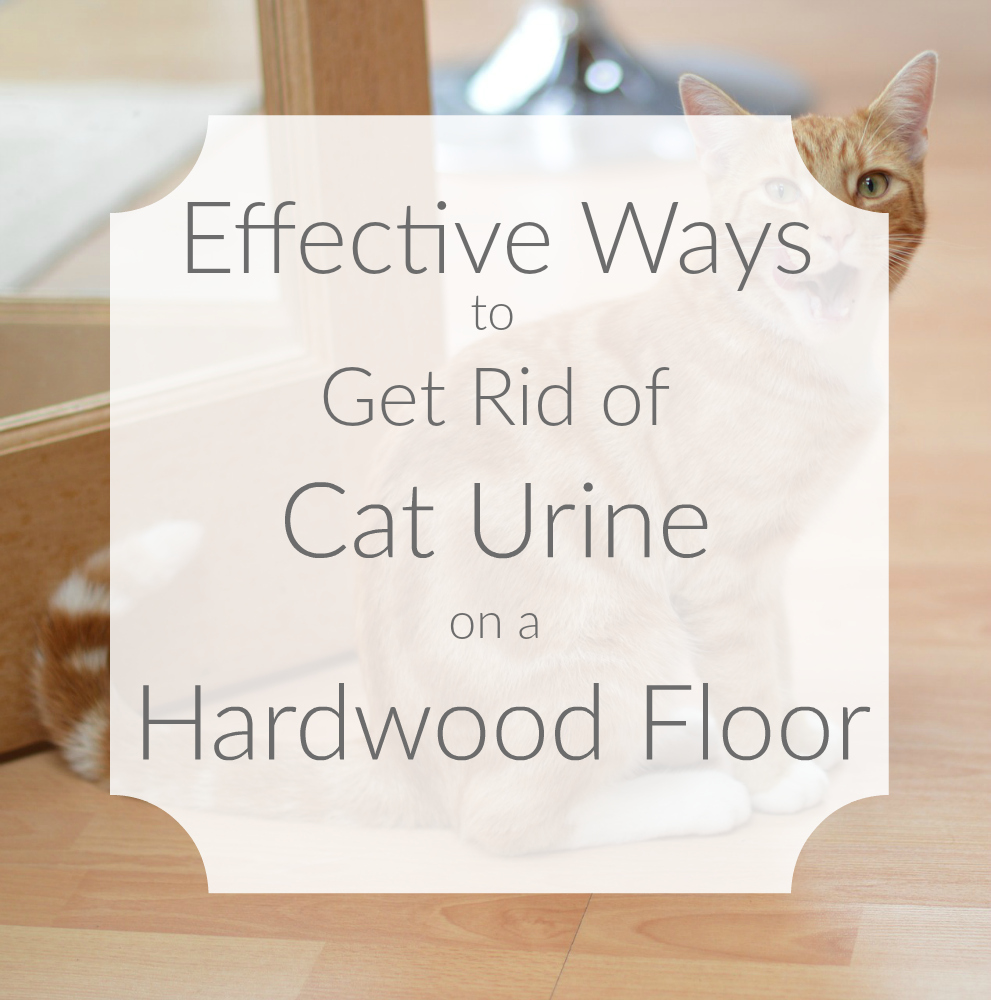 Cat Urine On A Hardwood Floor, How To Get Pet Odor Out Of Hardwood Floors